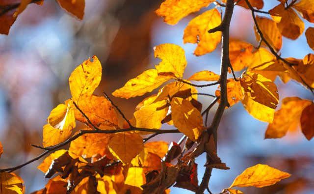 Autumn yellow leaves of aspen. Autumn time. Blue sky
